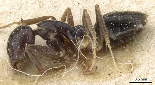 Technomyrmex andrei - CASENT0905067