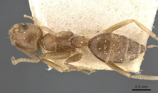 Technomyrmex andrei - CASENT0909758