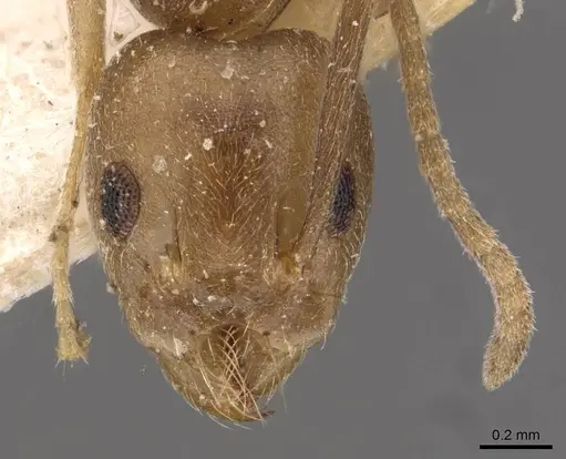 Technomyrmex andrei - CASENT0909758