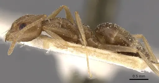 Technomyrmex andrei - CASENT0909758