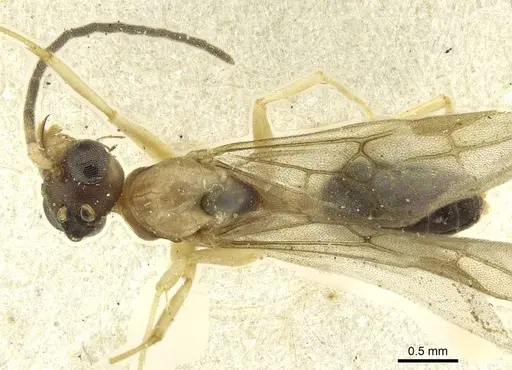 Technomyrmex andrei - CASENT0911594