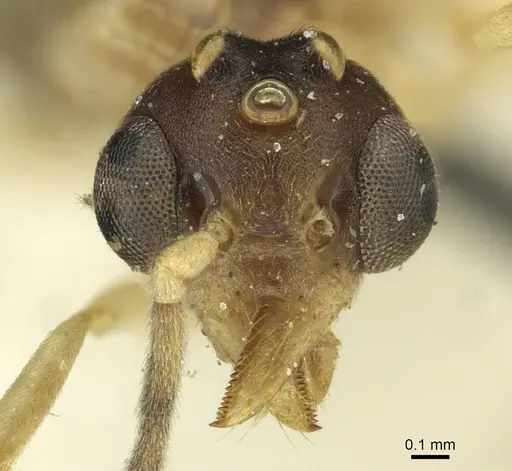 Technomyrmex andrei - CASENT0911594