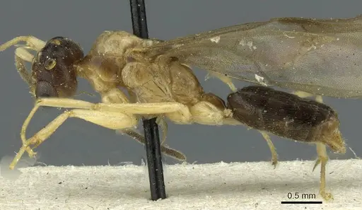 Technomyrmex andrei - CASENT0911594