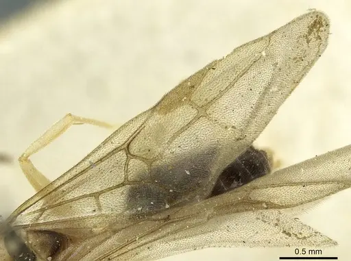 Technomyrmex andrei - CASENT0911594