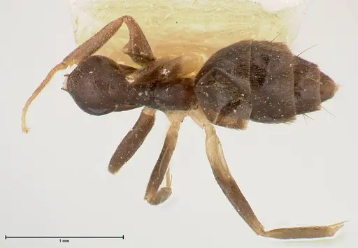 Technomyrmex andrei - FOCOL0546