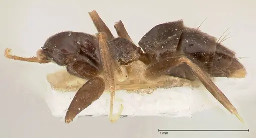 Technomyrmex andrei - FOCOL0546