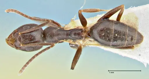 Technomyrmex andrei - FOCOL2850