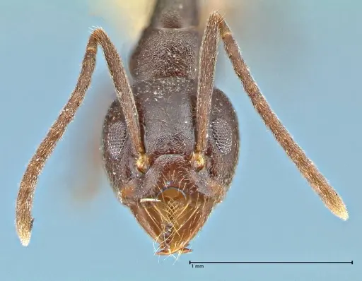 Technomyrmex andrei - FOCOL2850