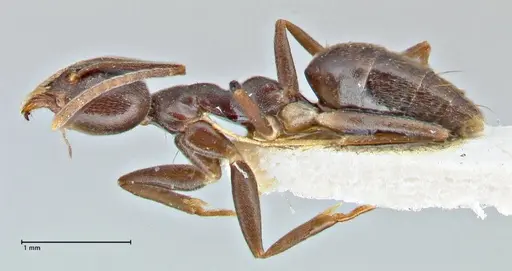 Technomyrmex andrei - FOCOL2850