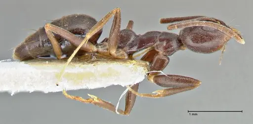 Technomyrmex andrei - FOCOL2850