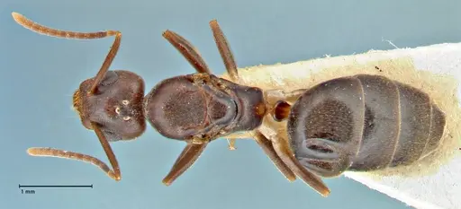 Technomyrmex andrei - FOCOL2851