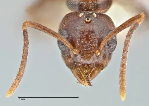 Technomyrmex andrei - FOCOL2851