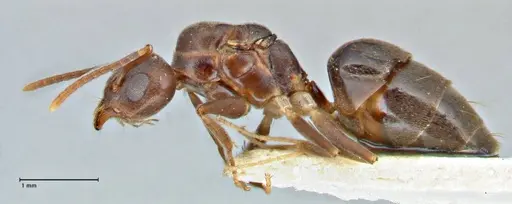 Technomyrmex andrei - FOCOL2851