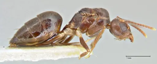 Technomyrmex andrei - FOCOL2851