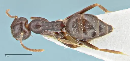 Technomyrmex andrei - FOCOL2852