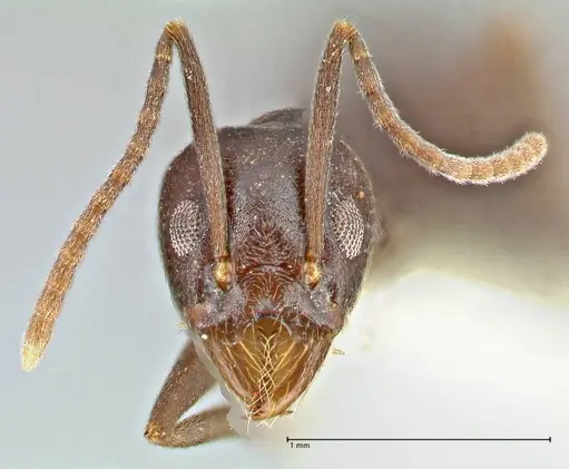 Technomyrmex andrei - FOCOL2852