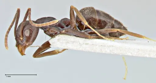 Technomyrmex andrei - FOCOL2852