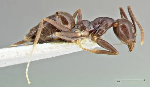 Technomyrmex andrei - FOCOL2852