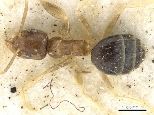 Technomyrmex antennus specimen