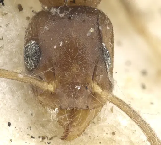 Technomyrmex antennus specimen