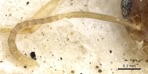 Technomyrmex antennus specimen