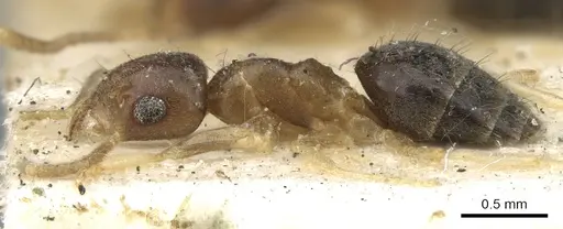 Technomyrmex antennus - CASENT0903051