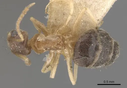 Technomyrmex antennus - CASENT0909794