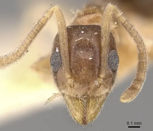 Technomyrmex antennus - CASENT0909794