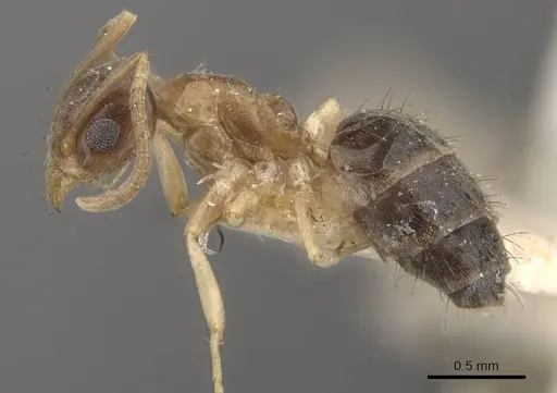 Technomyrmex antennus - CASENT0909794