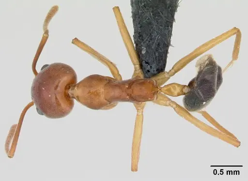 Technomyrmex anterops specimen