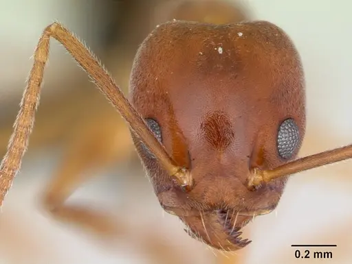 Technomyrmex anterops specimen