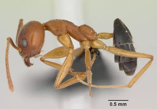 Technomyrmex anterops specimen