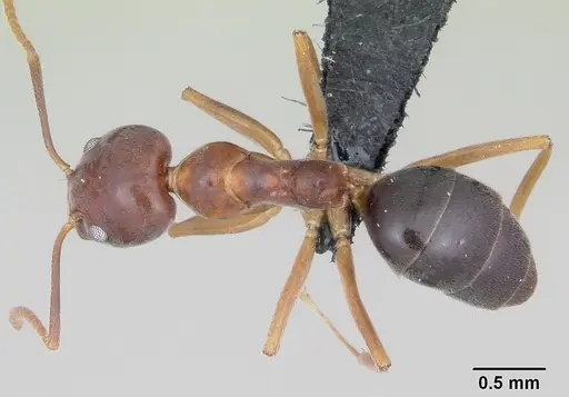 Technomyrmex anterops - CASENT0097891