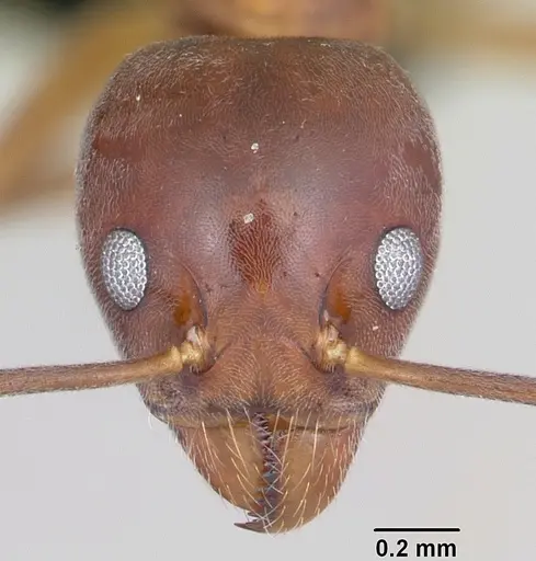Technomyrmex anterops - CASENT0097891