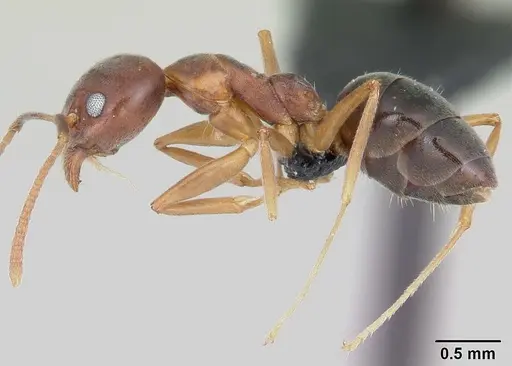 Technomyrmex anterops - CASENT0097891