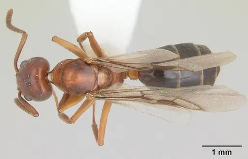 Technomyrmex anterops - CASENT0170211