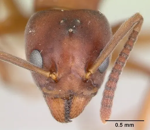 Technomyrmex anterops - CASENT0170211