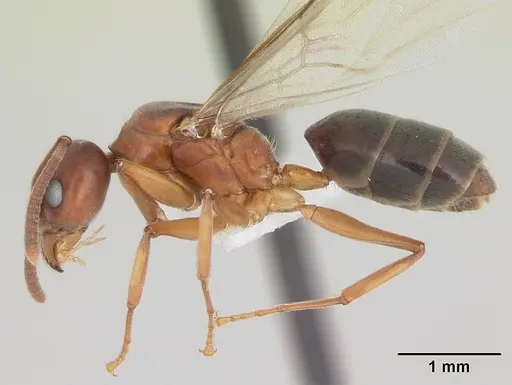 Technomyrmex anterops - CASENT0170211