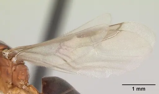 Technomyrmex anterops - CASENT0170211