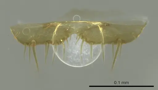 Technomyrmex anterops - CASENT0345014