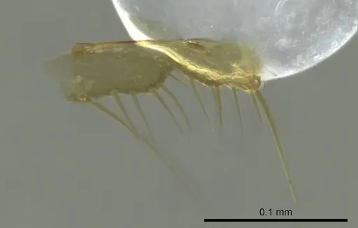 Technomyrmex anterops - CASENT0345015
