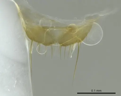 Technomyrmex anterops - CASENT0345016