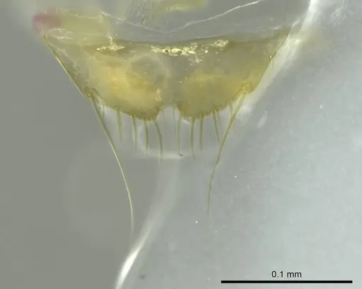 Technomyrmex anterops - CASENT0345018