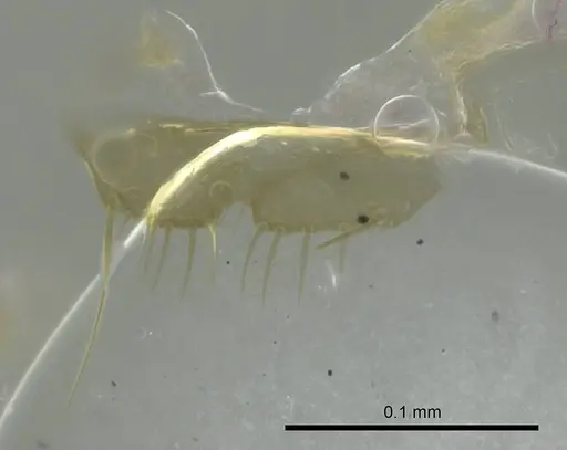 Technomyrmex anterops - CASENT0345019