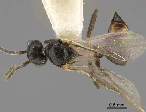 Technomyrmex anterops - CASENT0923772