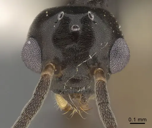 Technomyrmex anterops - CASENT0923772