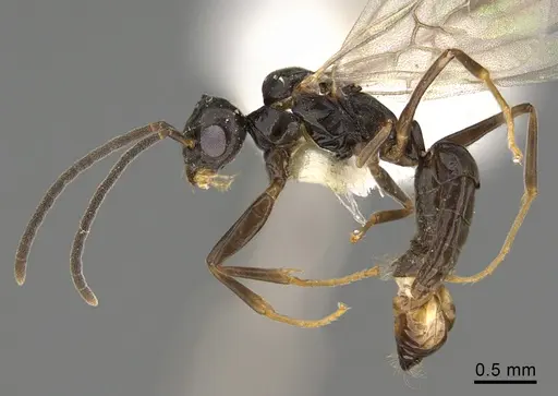 Technomyrmex anterops - CASENT0923772