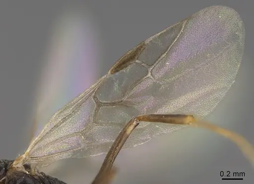 Technomyrmex anterops - CASENT0923772