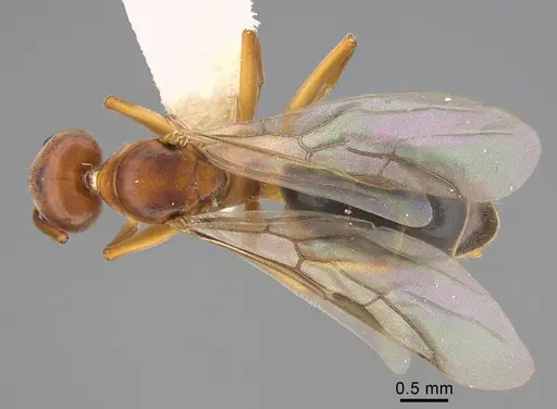 Technomyrmex anterops - CASENT0923773