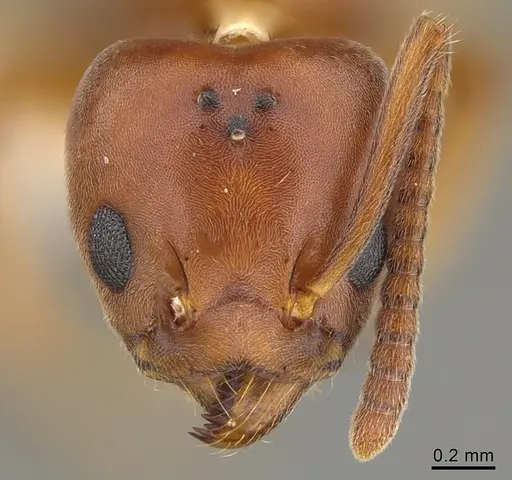 Technomyrmex anterops - CASENT0923773